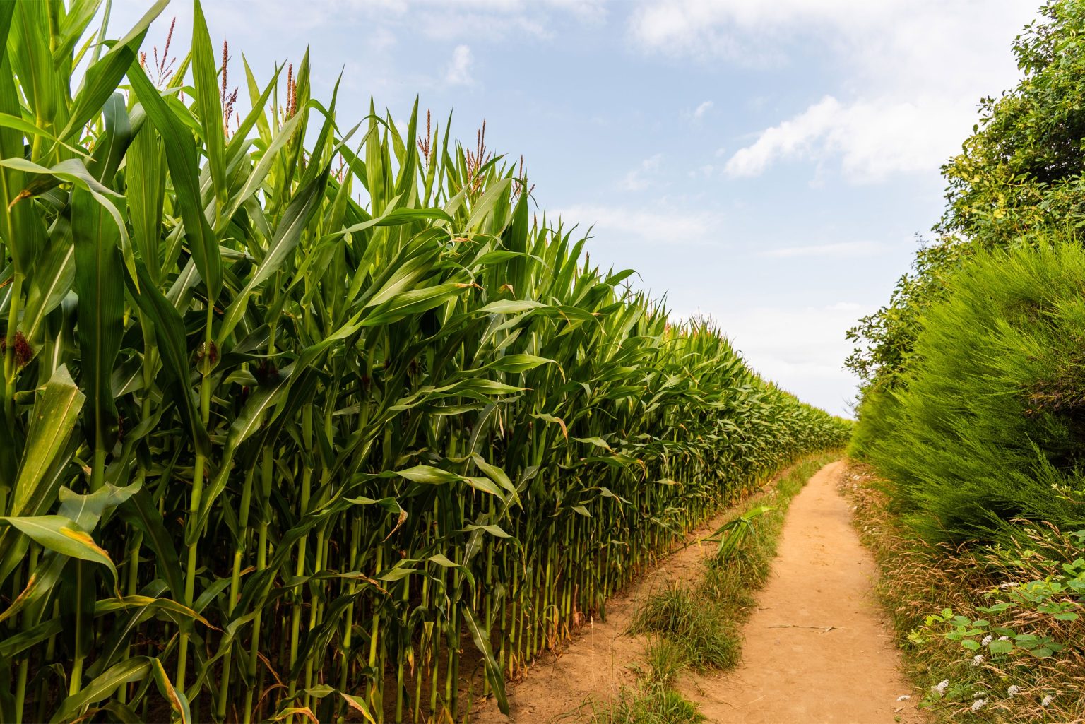 Pesquisa mostra a eficácia de fertilizante feito de lodo de esgoto no cultivo de cana-de-açucar