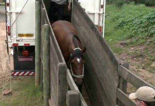 Próximo Na Estrada vai acompanhar o transporte de cavalos