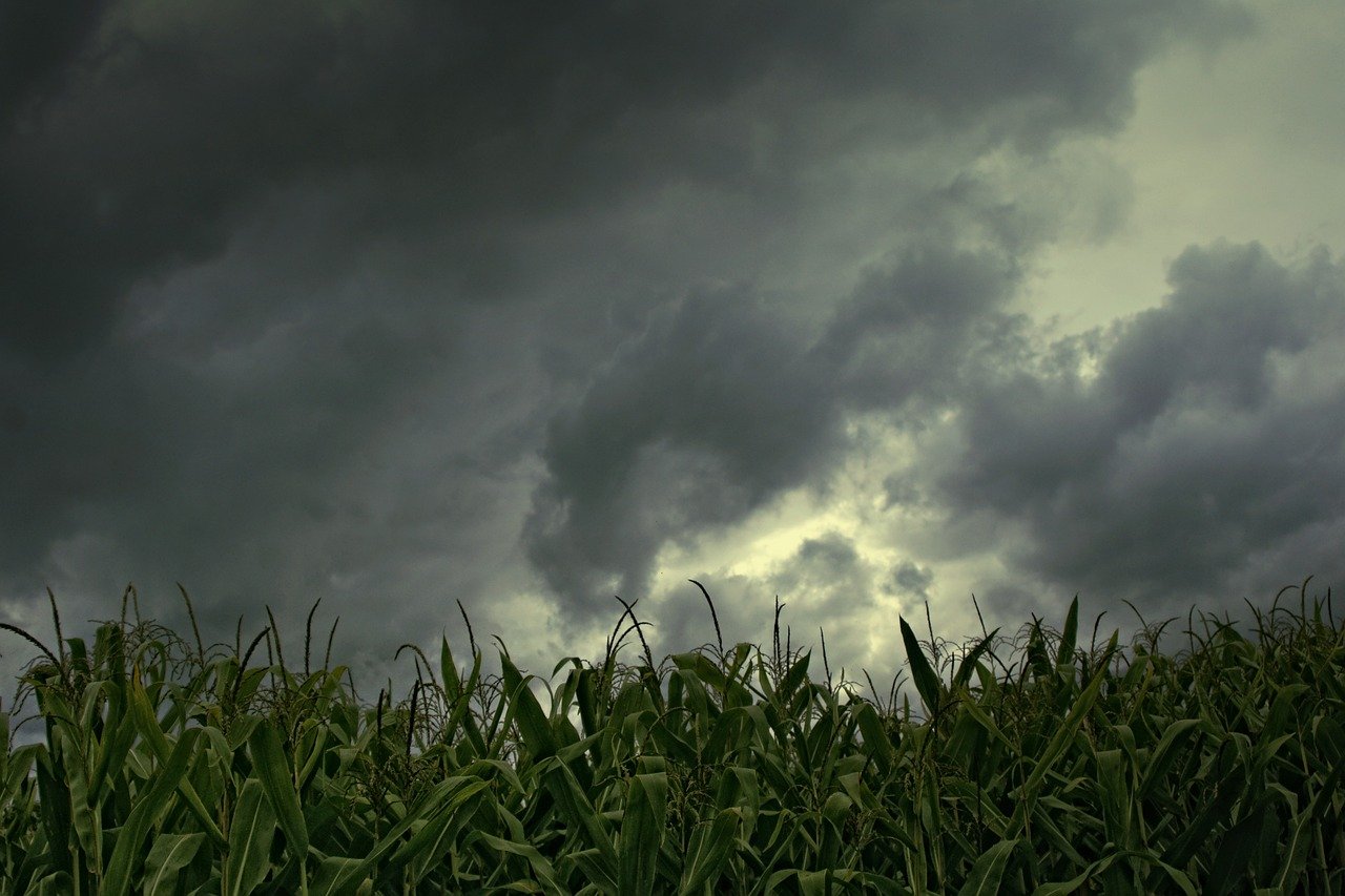 chuva em campo de milho