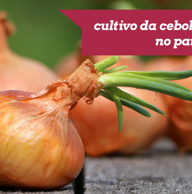 Margens do São Francisco são ideais para plantação de cebola