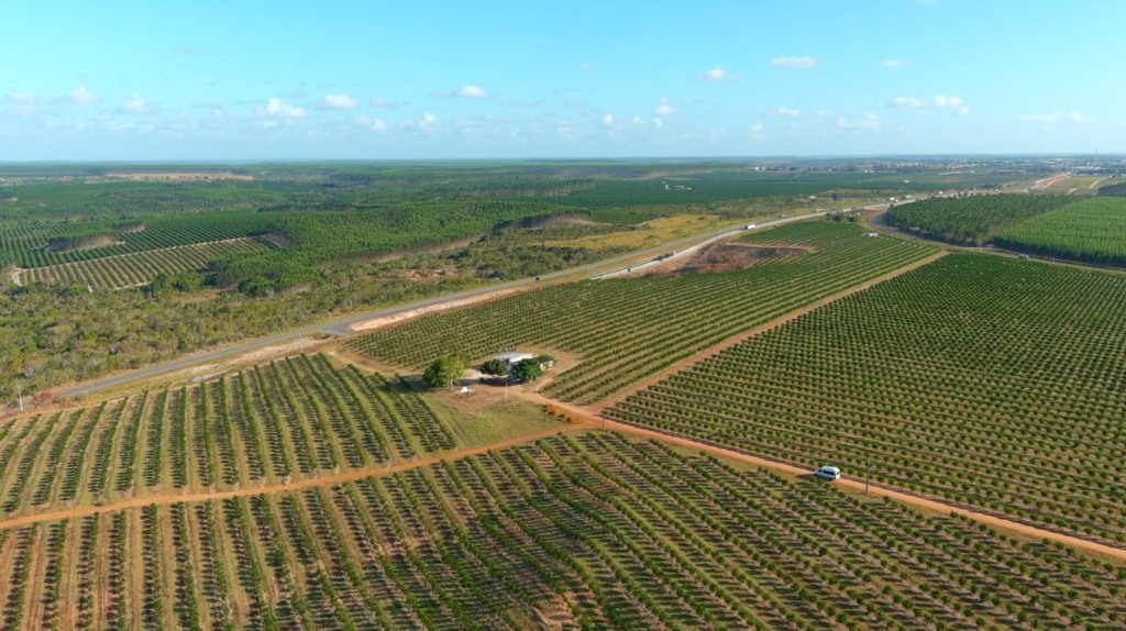 Produção em crescimento de laranja na Bahia na região de Rio Real no Norte do estado