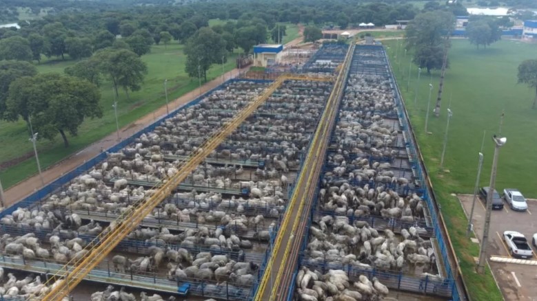 Nelore “cobre” Friboi de Mozarlândia (GO) com mais de 5 mil animais avaliados