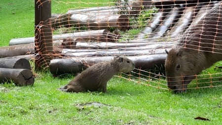 Capivara; registro de raiva em SP