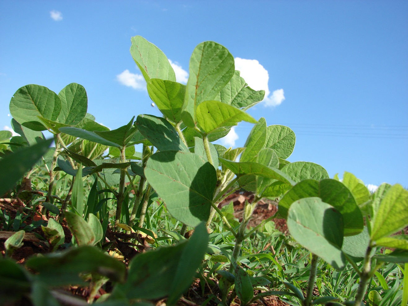 plantio soja, soja, semeadura, Bahia