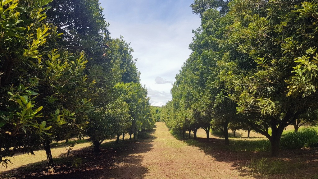 árvores de macadâmia