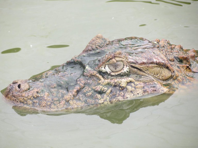 OLHAR DE UM JACARÉ