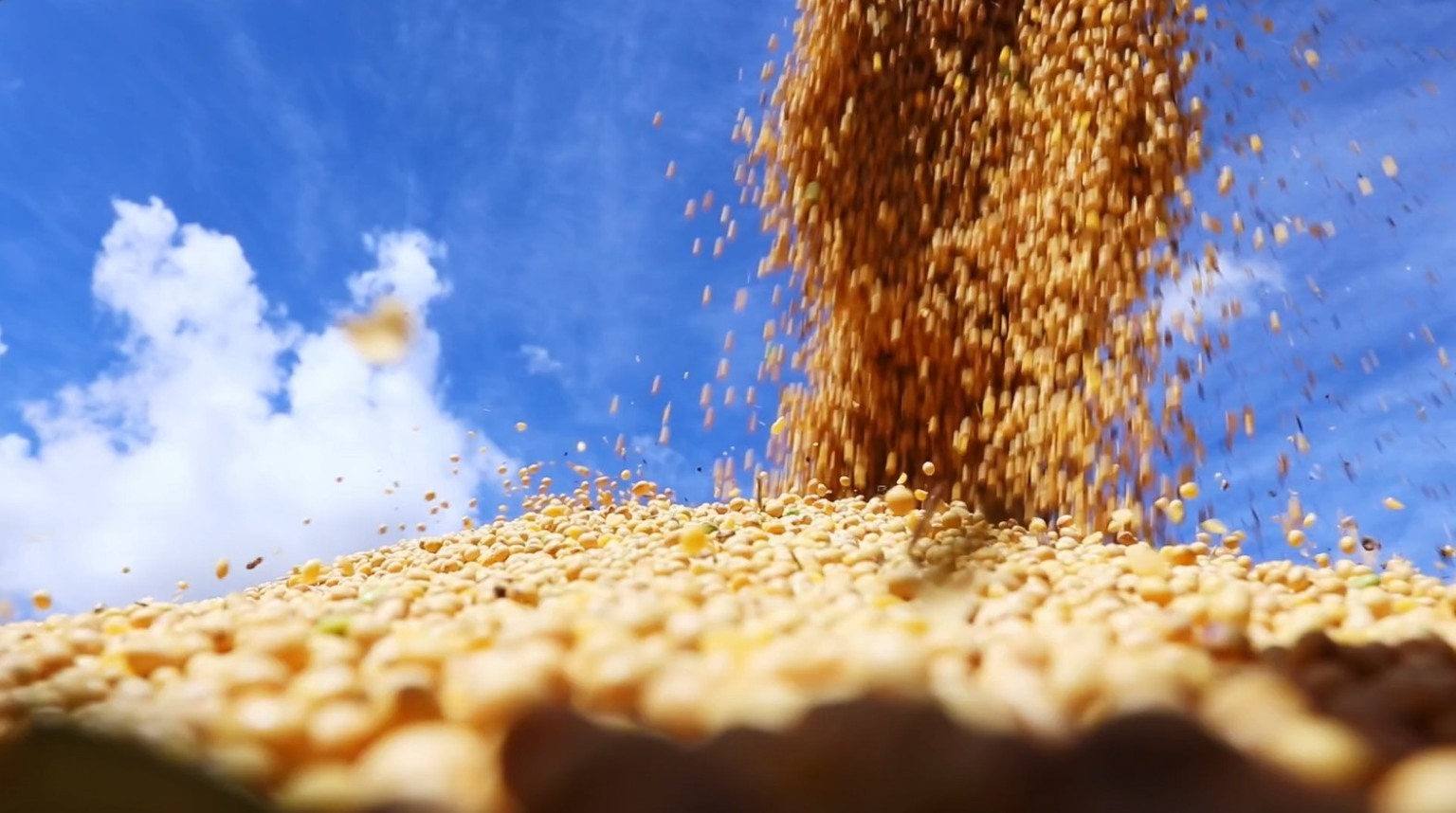 COP30: transição energética na cadeia de soja é apontada como estratégia para sustentabilidade