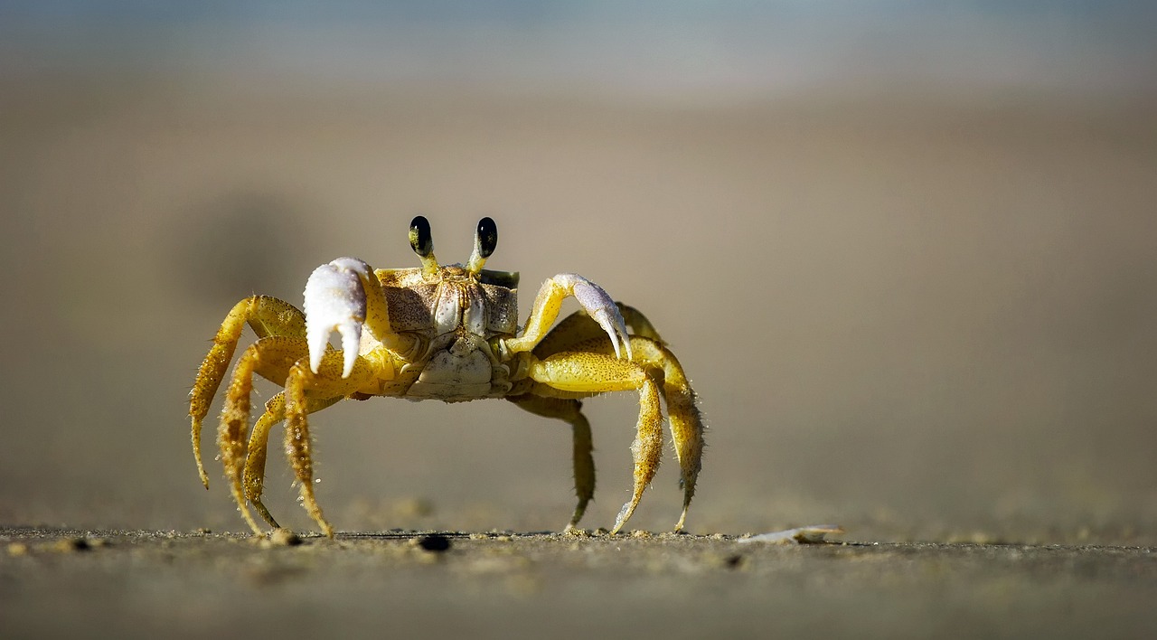 Caranguejo ornamental na praia