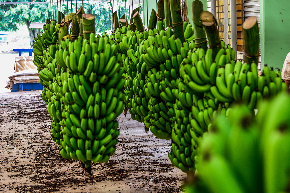 Várias pencas de banana