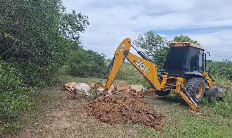 cabeças de gado atingidas por raio