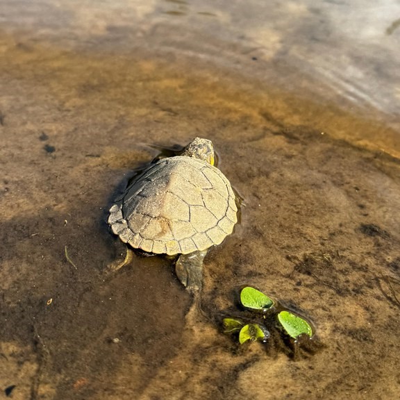 Campanha ambiental garante a segurança de 5.200 ovos de tracajá