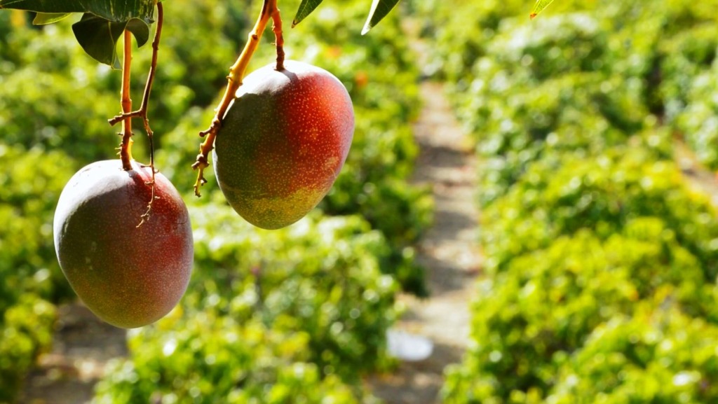 manga, fruta, fruticultura