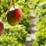manga, fruta, fruticultura