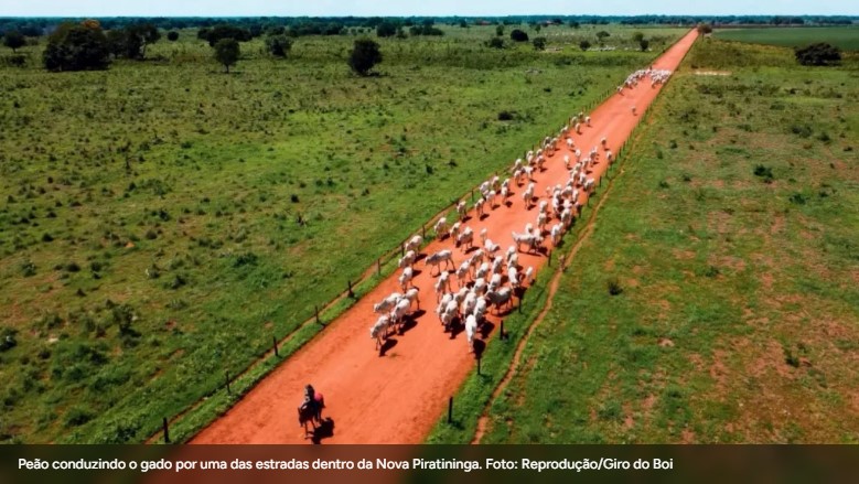 peão conduzindo gado