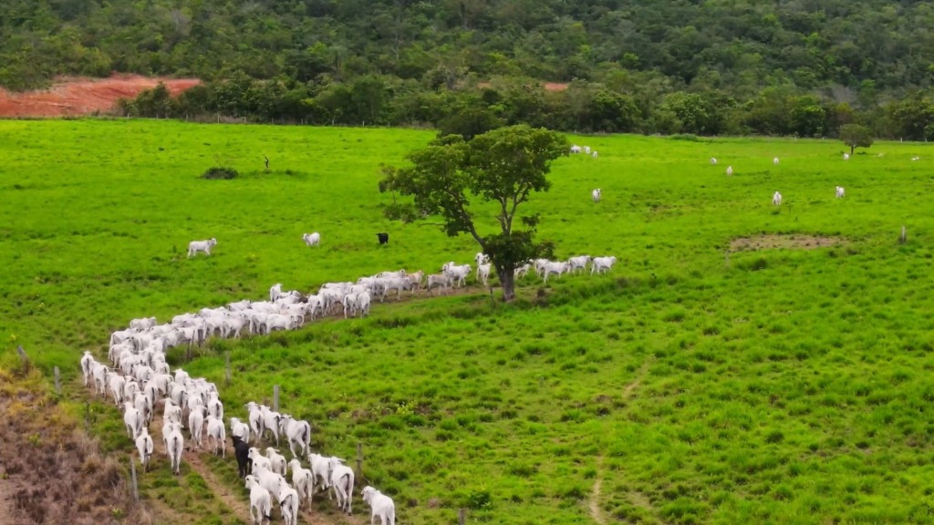 Gado, rebanho, bois, cabeças, ILP, pecuária