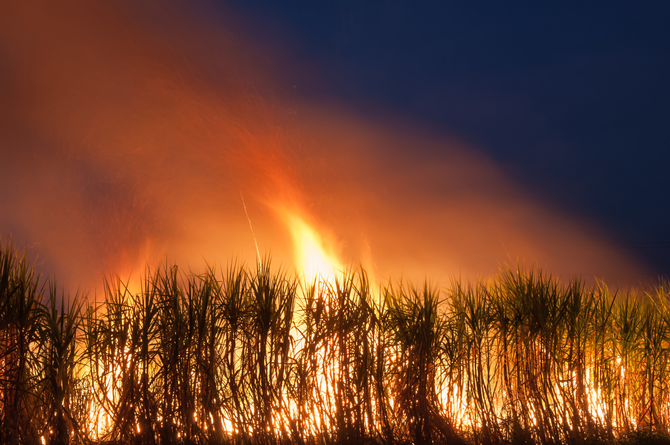 incêndios florestais, plantação de cana-de-açúcar