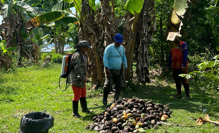 combate à moniliáse do cacau pelo Ministério da Agricultura