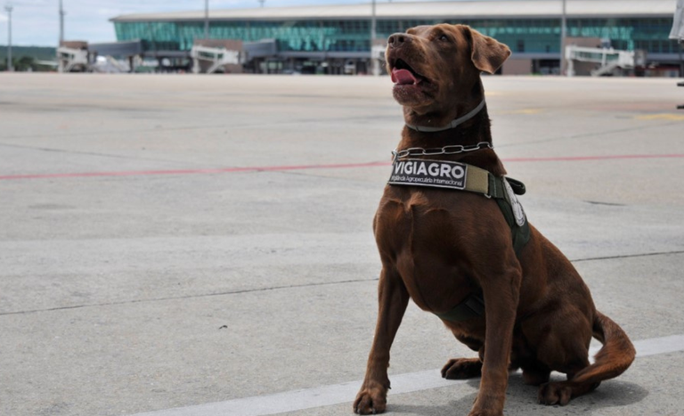 cão farejador Léo se aposenta