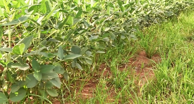 Foto: Canal Rural/Reprodução