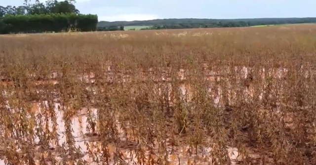 Foto: Canal Rural/Reprodução