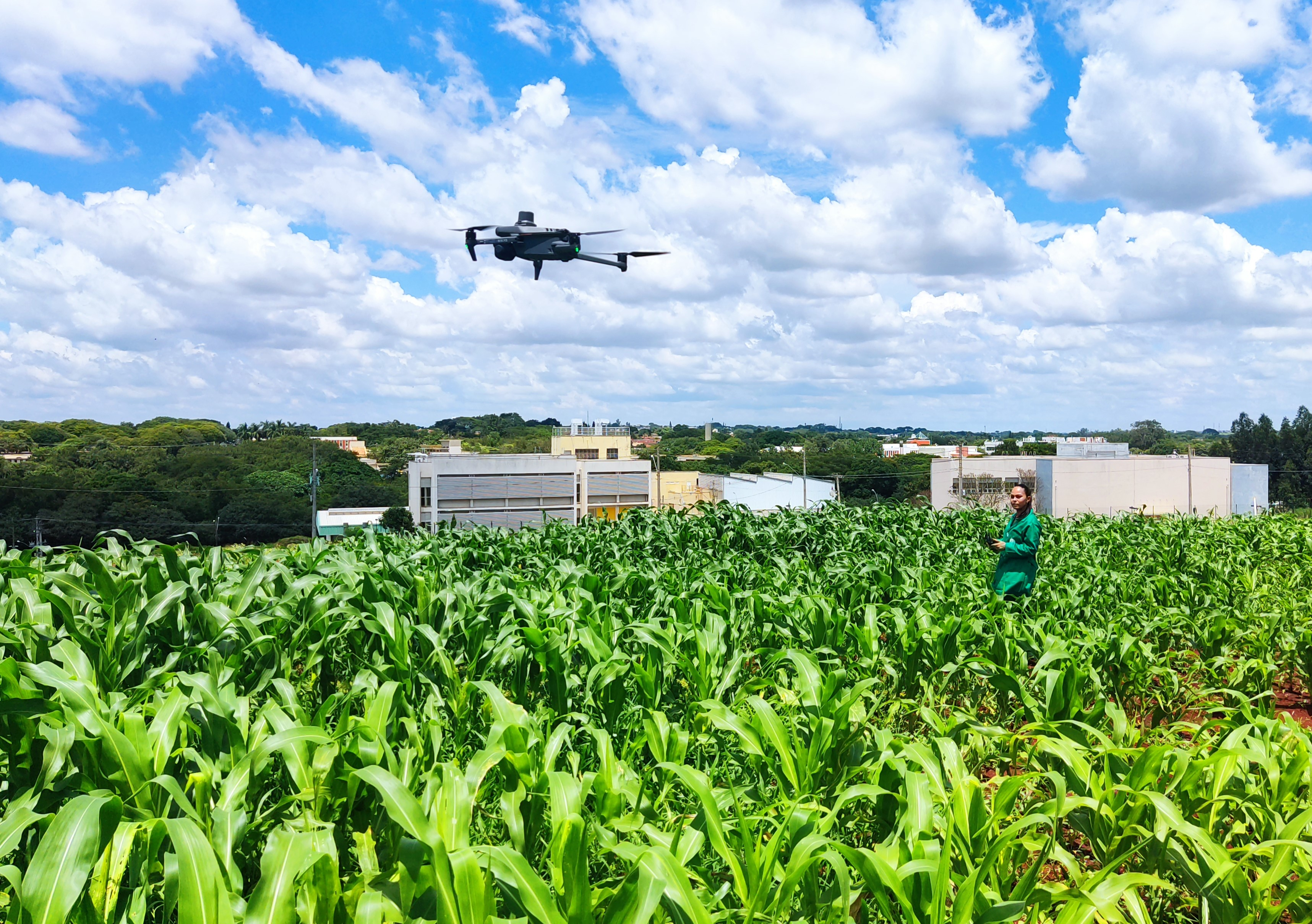 drone em pesquisa sobre milho