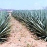 Sisal Agave biocombustível