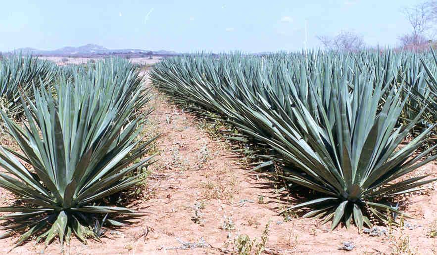 Sisal Agave biocombustível