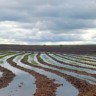 plantio de arroz no Rio Grande do Sul