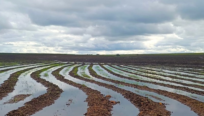 plantio de arroz no Rio Grande do Sul