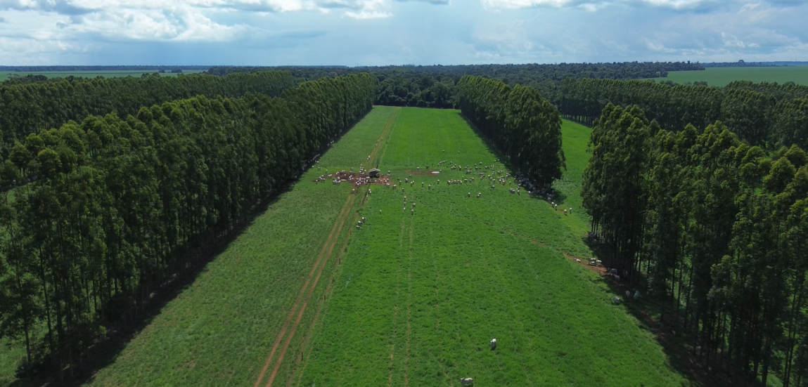 Foto: Fazenda/MT