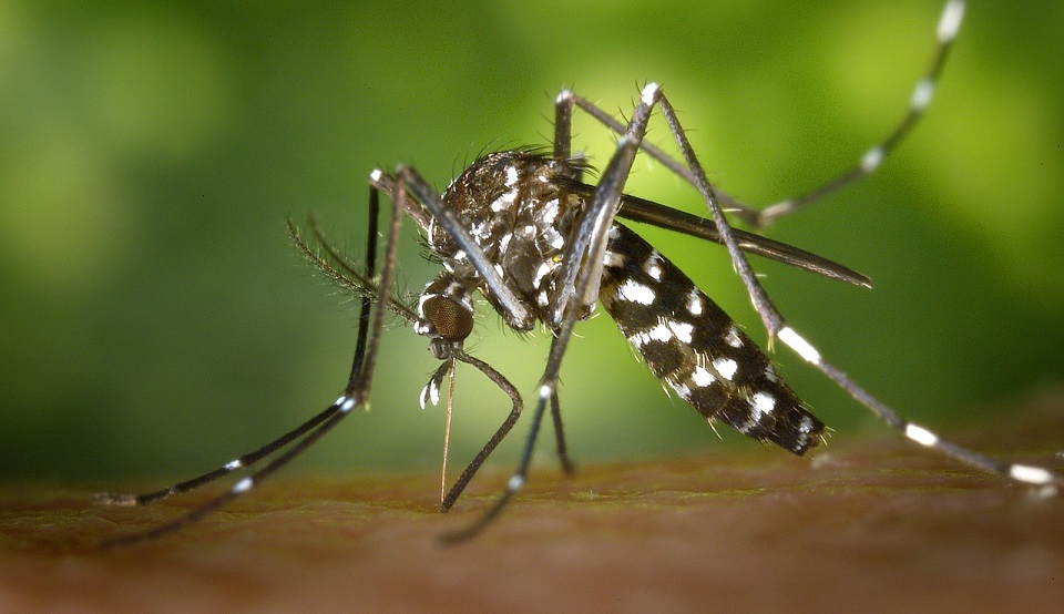 Mosquito Aedes aegypti