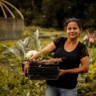 Agricultora com cesta de legumes em horta