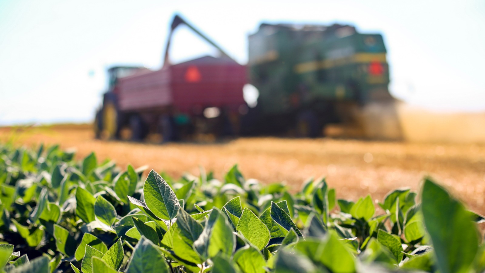 ‘Bad Beat’: Trump ignora agribusiness e joga errado