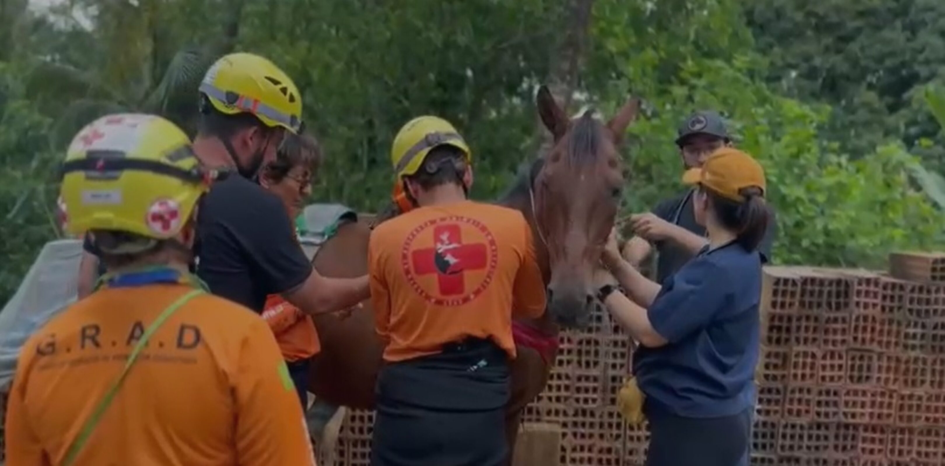 CAVALO RESGATADO LITORAL SP