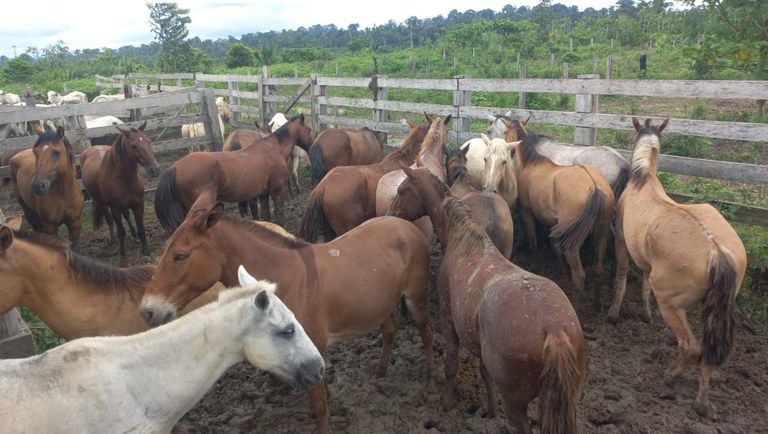 GADO NO PARÁ