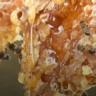 colmeia com abelhas