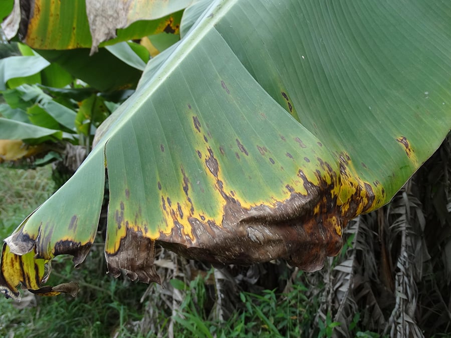 Controle da Sigatoka-negra na Amazônia