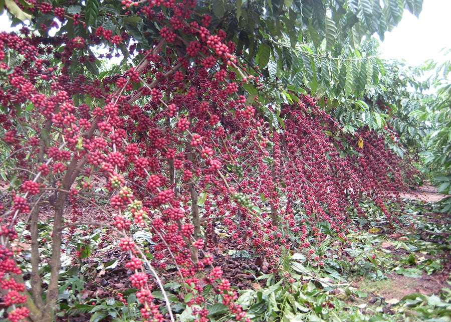 Café robusta amazônico