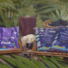 Amazonbai exportação de açaí em pó