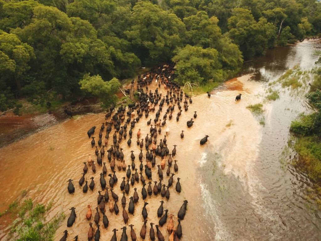 Comitiva gado Brangus no Pantanal Comitiva gado Brangus no Pantanal