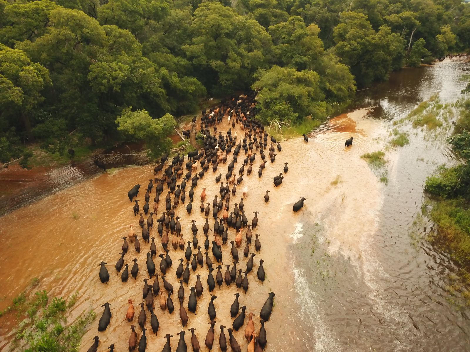 Comitiva gado Brangus no Pantanal