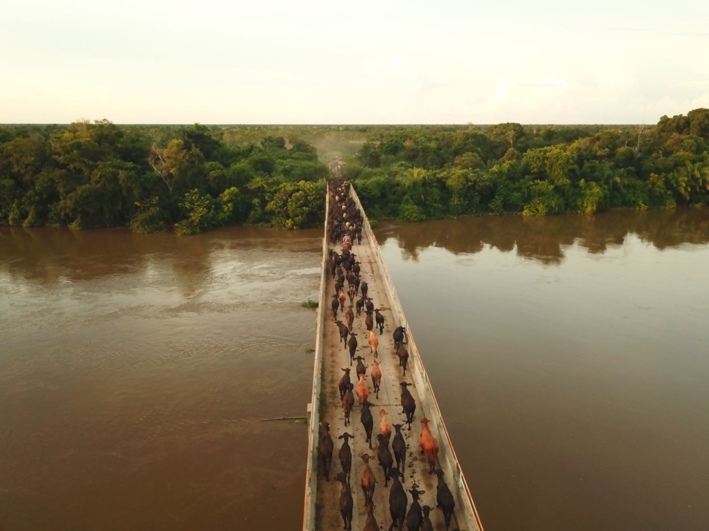 Comitiva gado Brangus Pantanal 