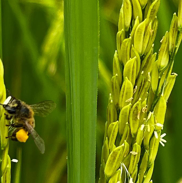 abelhas na polinização de arroz