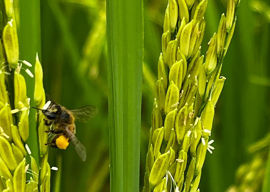 abelhas na polinização de arroz