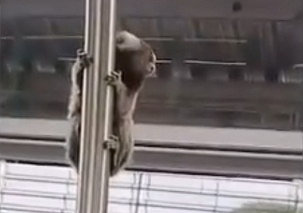 Sagui no trem em São Paulo