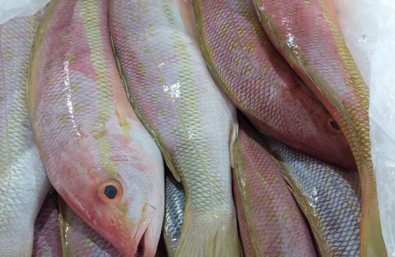 APREENSÃO DE PEIXES CEARÁ IBAMA