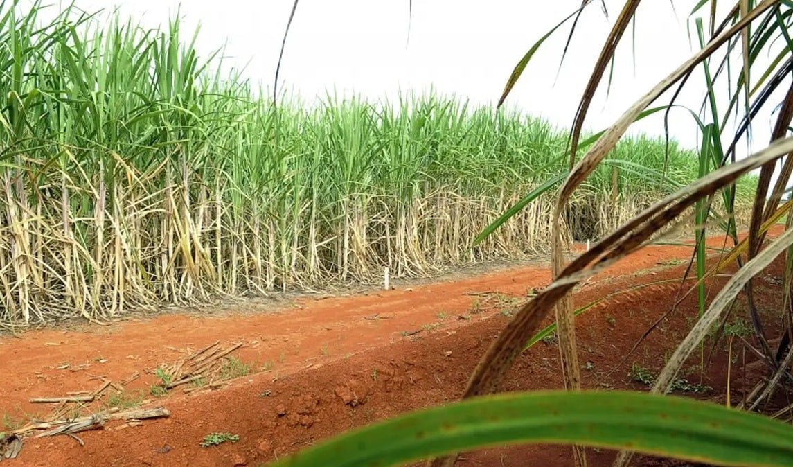 Plantação de cana-de-açúcar