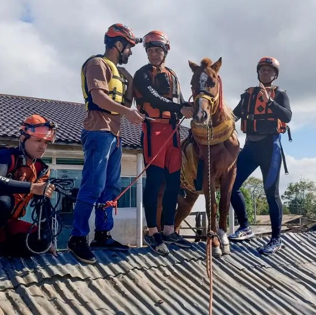 animais resgatados cavalo RS