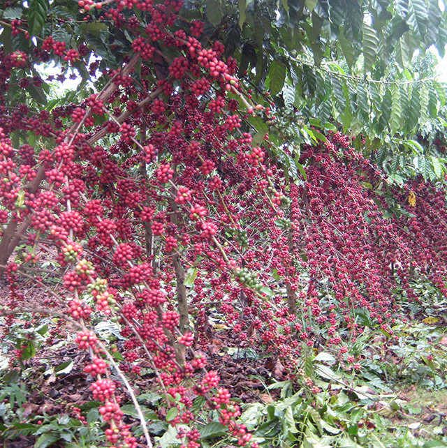 Café robusta amazônico