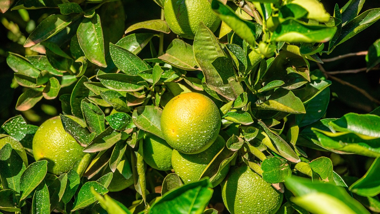 Logística e preços baixos: Câmara Setorial apoiará produtores de citros